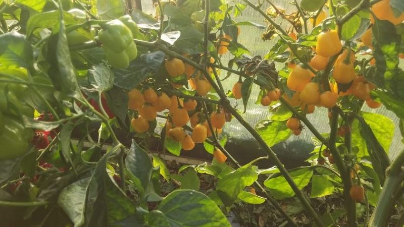 Aji Jobito-