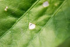 Třásněnka - fleky na listech paprik