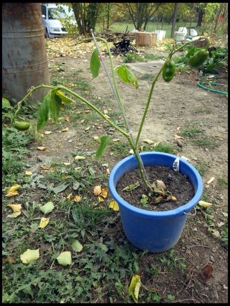 IMGP1354_1