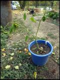 IMGP1354_1