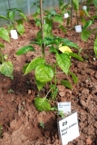 Bhut Jolokia Red