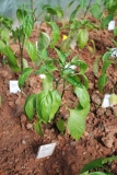 Jalapeno Organic