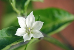 Jalapeno Organic (Capsicum Annum)