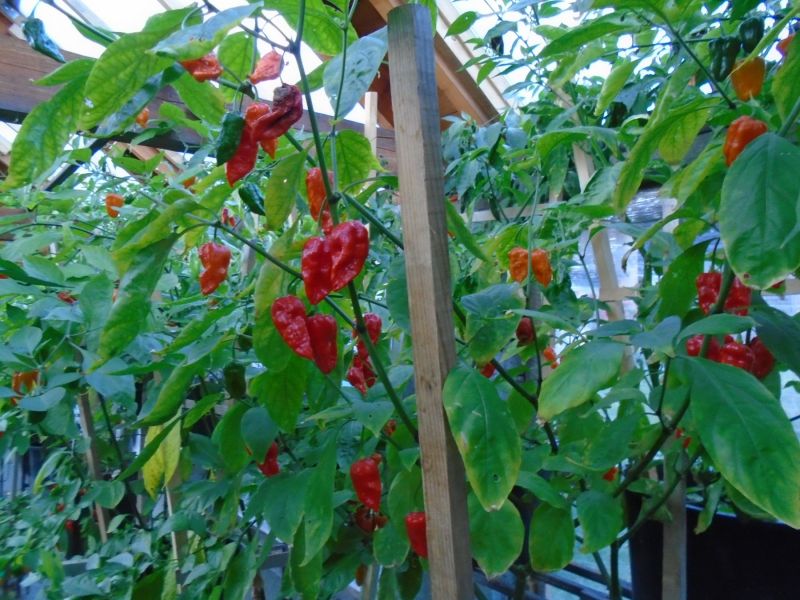 DSC02075