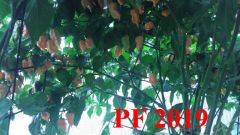 PF 2019 a