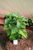 Fatali Red