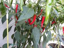 368-Peperoncino