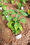 Bhut Jolokia Red