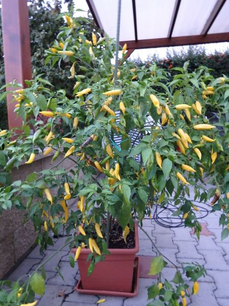 395-Aji Lemon Drop