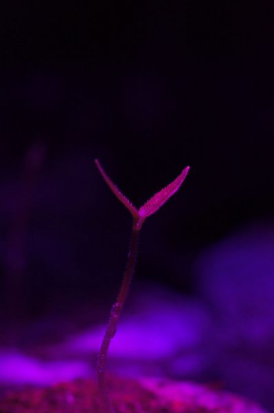 aji charapita