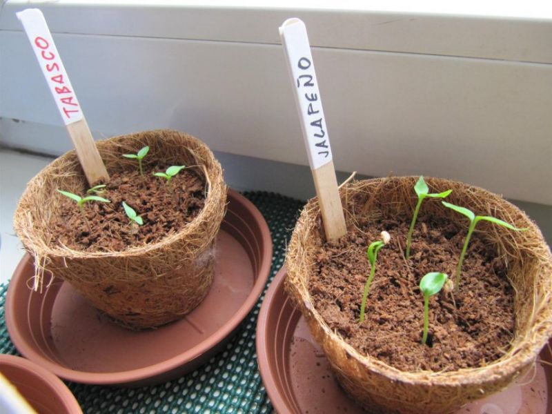 chilli grow it - Tabasco + Jalapeňo