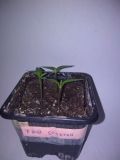 7 pot spartan