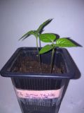 Trinidad scorpiob butch taylor