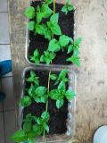 IMG_20190129_043015