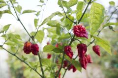 Carolina Reaper