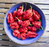 Carolina Reaper