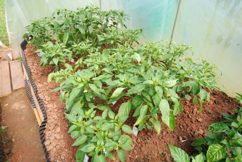 5 odrůd Jalapenos