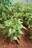 Jalapeno Organic