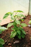Habanero Red
