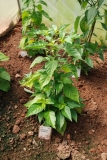 Habanero Orange