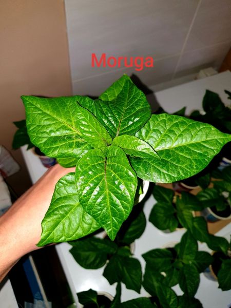 Moruga