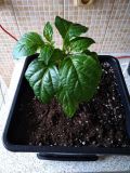 IMG_20190210_125342
