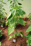 Scotch Bonnet mini