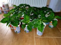 Presadene chilli rastlinky