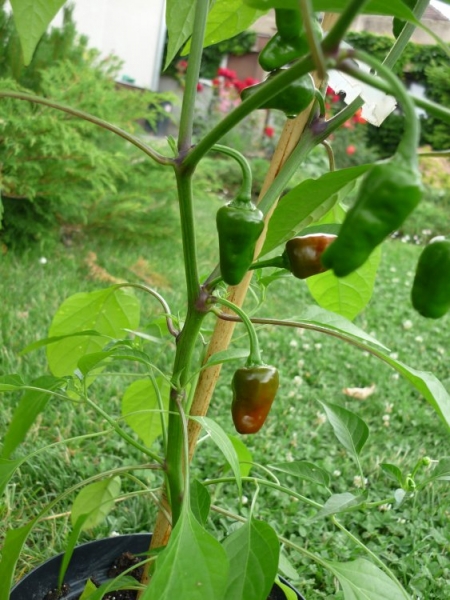 P1080834