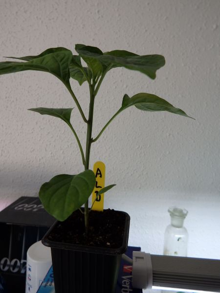 034-Aji Lemon Drop