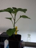 034-Aji Lemon Drop
