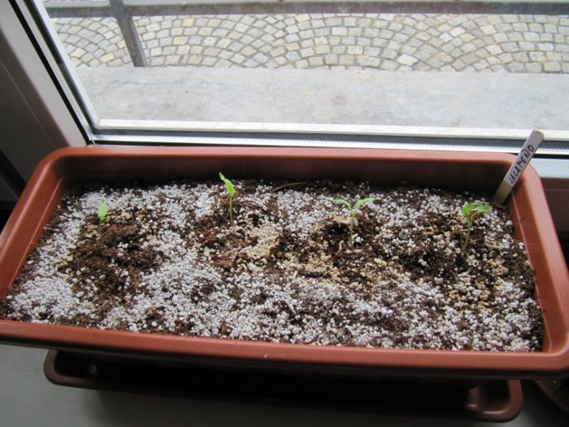 chilli1 jalapenos1