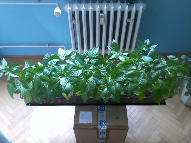 Chilli 1