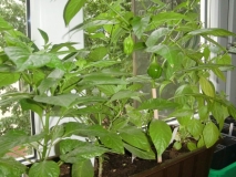Chilli 1