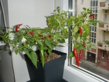 Chilli 1