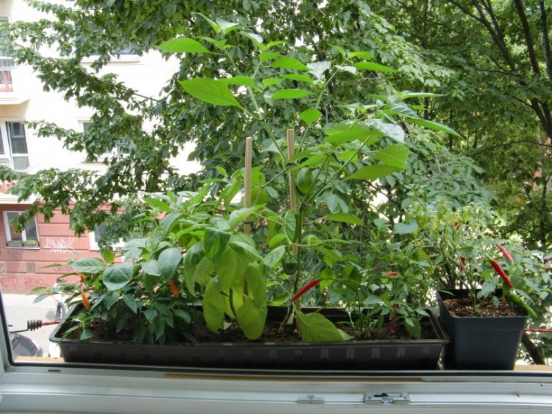 Chilli 1