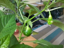 habanero1