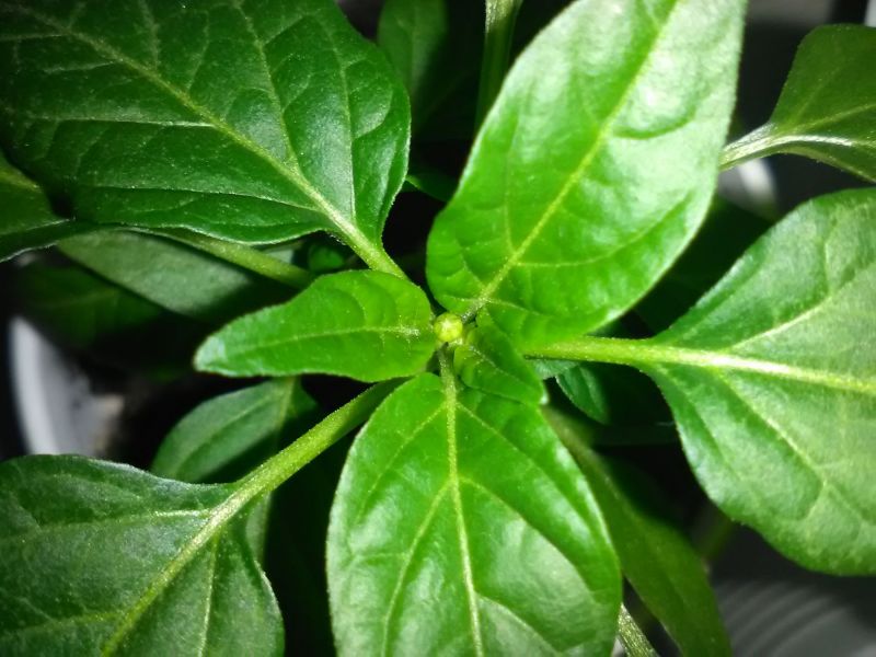 Acapulco purple nasazuje