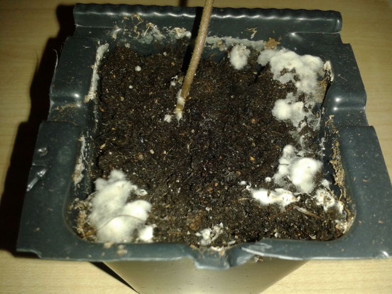 20190310_184018
