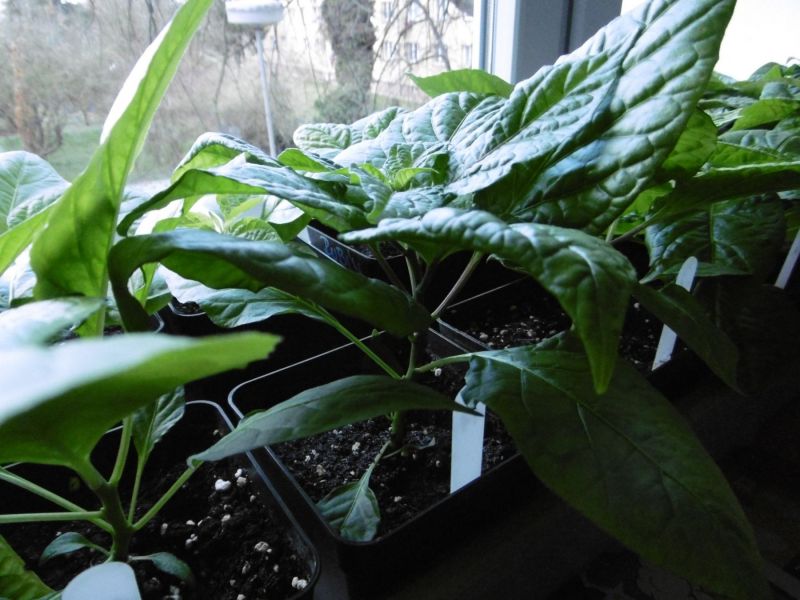 Bhut Jolokia Chocolate