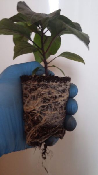 Aji Margariteno..