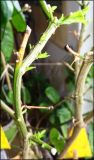 DSC05010