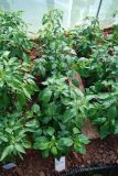 Bhut Jolokia Red