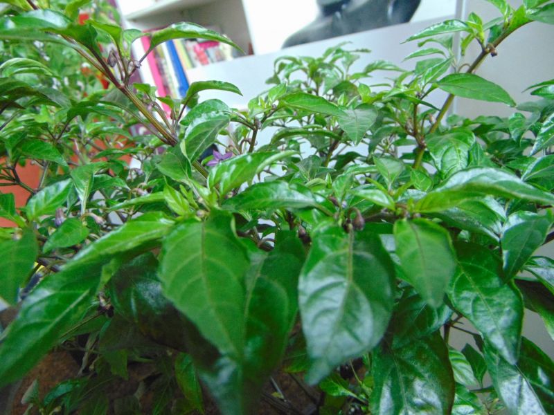 DSC00362