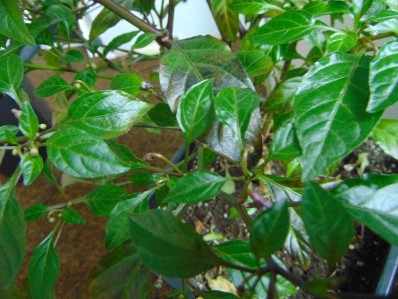 DSC00366