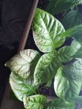 IMG_20190325_191251