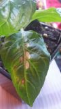 7Pot BBG Tabasco.