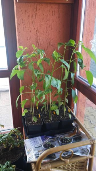 baccatum