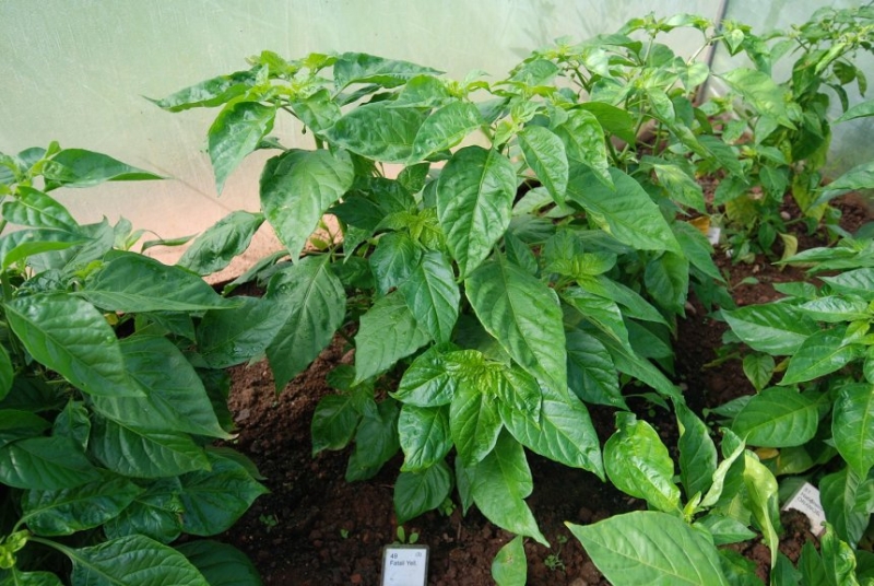 Fatali Yellow