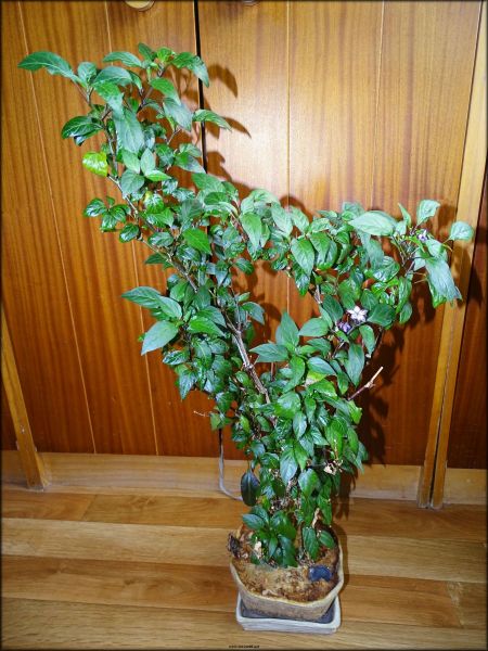DSC05070
